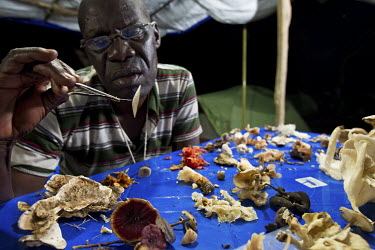 A Congolese scientist investigates mushrooms and fungi that have been collected in the rain forest near the village of Bomane.