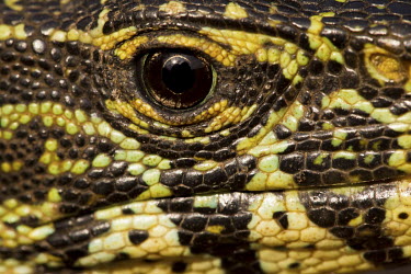 The eye of a varanidae, a group of carnivorous lizards of the superfamily Varanoidea.