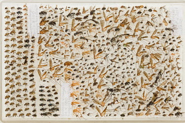 The specimen collection of flies caught by entomologist Ashley Kirk-Spring in the village of Bomane during the first significant scientific expedition to the region for 50 years. More then 60 scientis...