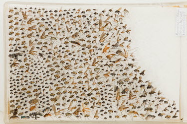 The specimen collection of flies caught by entomologist Ashley Kirk-Spring in the village of Bomane during the first significant scientific expedition to the region for 50 years. More then 60 scientis...