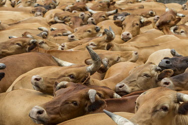 A herd of N'Dama cattle on a farm near Kinshasa.