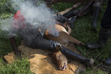 A dairy farm worker brands a cow while his colleagues hold it down.