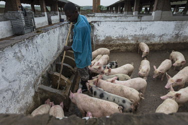 A man washes food stalls in a pig farm.