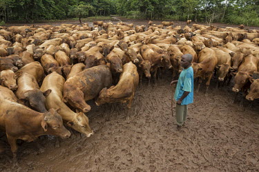 A farmer with a herd of N'Dama cattle, a small but strong breed from West and Central Africa. It is trypano-tolerant and resistant to tick-borne disease, making it the only breed that can be bred with...