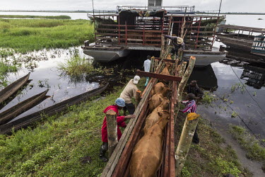N'Dama cattle are loaded onto a cattle ferry to be tranported across the Kasai River.