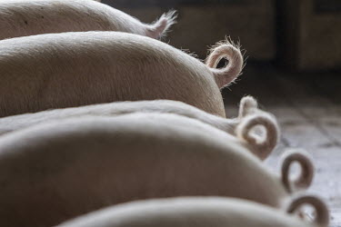 A row of pigs on a farm.