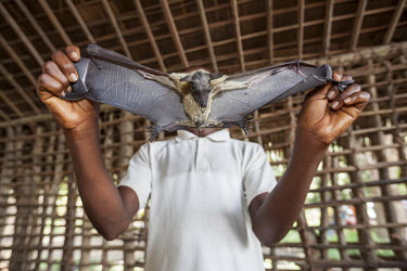 A boy holding a megabat, also called fruit bat, in a small village opposite of the city of Isangi. Bats are eaten in Congo and considered a delicacy. Compared to insectivorous bats, megabat are relati...