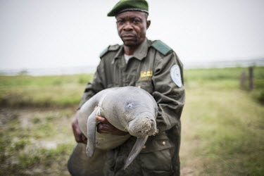 They are barely visible in the dark waters of the Congo River and were thought to be extinct. Thanks to a good awareness campaign, fishermen who accidentally catch a manatee in their fishing nets now...