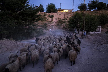 A herd of sheep head home at sunset in a village doomed to disappear beneath an artificial lake as a result of the Ilisu hydroelectric dam project.