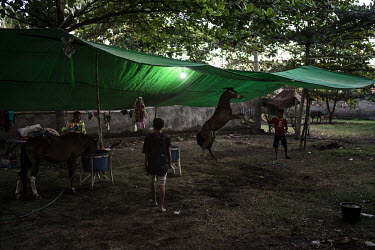 Stable boys and trainers, who are usually former child jockeys themselves, groom and feed the horses they look after in a camp, beside the racecourse, where they are staying during the 'Regional Polic...