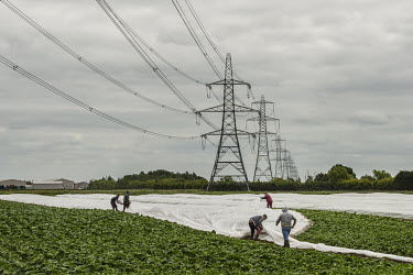 Eastern European migrant labourers working to cover a field of crops on a farm between Boston and Spalding, the two electorial districts in the UK that had the highest percentage of 'leave' (the EU) v...