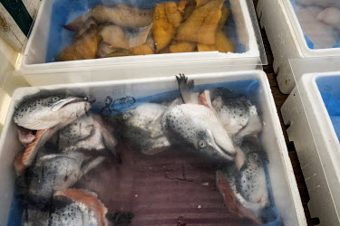 Fish heads for sale at Karl's fish stall at Boston's twice-weekly market.   In the 2016 referendum on Britain's membership of the EU, the Boston district produced the highest pro-Brexit vote, 75.6% pe...
