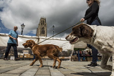 A woman walking dogs at Boston's twice-weekly market, with the Boston Stump, the tower of St Botolph's Church, behind.   In the 2016 referendum on Britain's membership of the EU, the Boston district p...