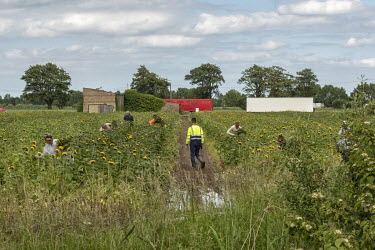 Eastern European migrant agricultural labourers picking sunflowers on a farm between Boston and Spalding, the two electorial districts in the UK that had the highest percentage of 'leave' (the EU) vot...