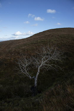 A lone tree stands beside a stream in a peat bog near the Old Man of Stoer on the Skye Trail.