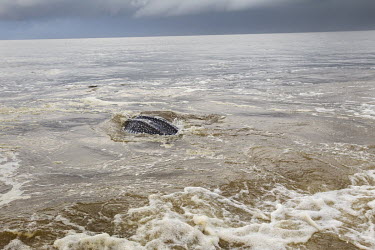 After laying its eggs on the beach, a leatherback turtle drifts back into the deep ocean with the current of the Congo River. The river is so powerful here that the water is discharged 800 kilometres...