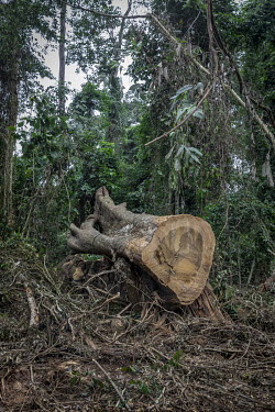 The stump of a felled tree in one of the last areas of rainforest in western Ghana. Logging companies have been granted permits to remove certain trees from the forest for the European market. Despite...