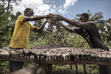 A cocoa farmer drying beans on a rack.