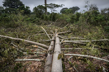 A felled tree in a cocoa plantation. Despite the fact that cocoa trees thrive better beneath the canopy of larger trees, some tree species spread diseases and fungi. The Ghanaian government and the co...