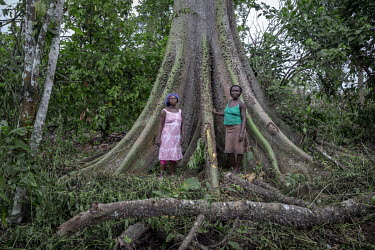 Two cocoa farmers standing beneath a forest giant growing on their plantation. Bia Tributaries North Forest Reserve is one of the last stretches of rainforest in western Ghana. Logging companies have...