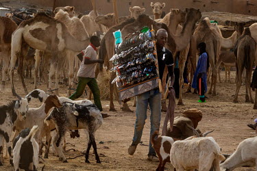 A trader carries a rack of sunglasses past a herd of goats and camels standing in an open air market.