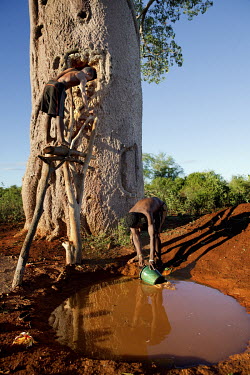 Men fill a cistern, cut into a Za Baobab (Adansonia za), with water collected after the rains. The tree is one of the six species of baobab native to Madagascar.In this very dry region where it rains...