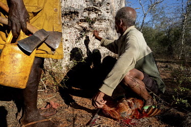 A man performs a ceremony that involves the sacrifice of a cockerel before a cistern is cut into a Za Baobab (Adansonia za), one of the six species of baobab native to Madagascar.~~In this very dry re...