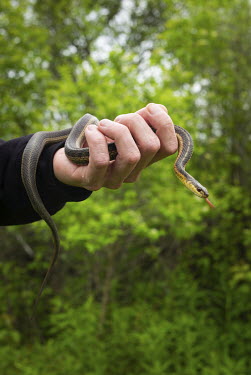 Dennis Plain, the species-at-risk technician for the Aamjiwnaang First Nation, holds a garter snake caught in his nation's territory where rare species of snakes have been found. Plain documents the p...