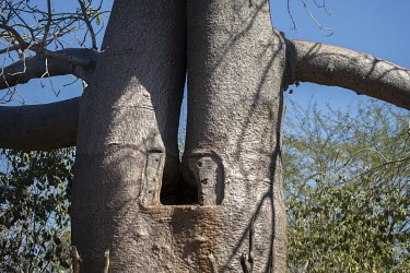 A cistern cut into a Za Baobab (Adansonia za), one of the six species of baobab native to Madagascar.In this very dry region where it rains only a few times, if at all, each year, the local population...