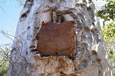 A metal sheet covers a cistern to stop animals from getting into the water tank cut into a Za Baobab (Adansonia za).  In this very dry region where it rains only a few times, if at all, each year, the...