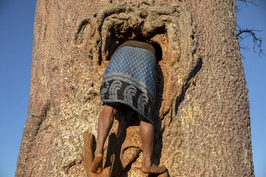 A woman collects water stored in a cistern cut into a Za Baobab (Adansonia za).In this very dry region where it rains only a few times, if at all, each year, the local population cut out holes in Za B...
