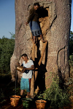 A couple collect water stored in a cistern cut into a Za Baobab (Adansonia za).~~In this very dry region where it rains only a few times, if at all, each year, the local population cut out holes in Za...