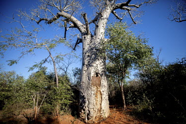 A metal sheet covers a cistern to stop animals from getting into the water tank cut into a Za Baobab (Adansonia za).  In this very dry region where it rains only a few times, if at all, each year, the...