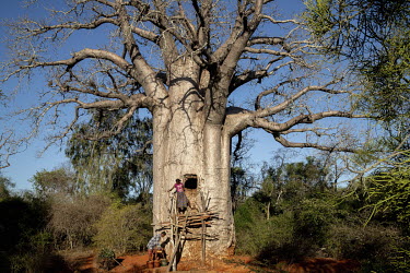 A couple collects water from a cistern cut into a Za Baobab (Adansonia za).In this very dry region where it rains only a few times, if at all, each year, the local population cut out holes in Za Baoba...