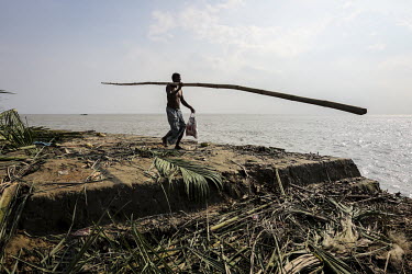 A man salvages a palm tree, one of many that have collapsed as the rising waters of the Meghna River have swept away the unstable land, and with it many homes and other buildings, along its banks.