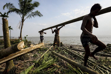 A group of men salvages a palm tree, one of many that have collapsed as the rising waters of the Meghna River have swept away the unstable land, and with it many homes and other buildings, along its b...