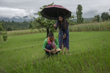 Farmer Sita Kumari looks at a mobile phone application while in her rice paddy with Pratima Baral, a data scientist. Mobile phone technology and applications of the type developed by Baral is helping...