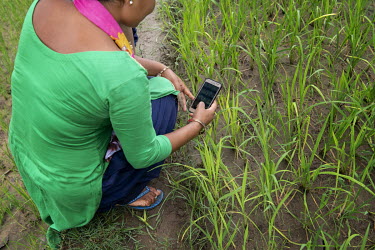 Farmer Sita Kumari looks at a mobile phone application while working in her rice paddy. Mobile phone technology is helping Sita enhance crop yields and get access to markets.