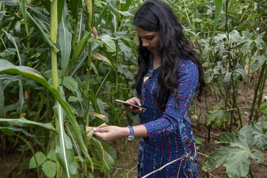 Data scientist Pratima Baral uses the Plantix application on a mobile phone.