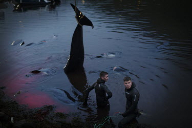 Two young men help move a whale, slaughtered during a hunt on to the shore using a crane to lift the mammal.