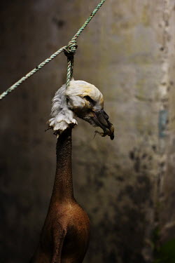 A dead fulmar bird hangs by the neck after having had its feathers removed. Fulmar hunting is popular among young men in the Faroes. Their bodies are singed after the feathers have been removed before...