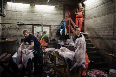 Men skinning and butchering sheep at a farm in Kaldbaksbotnur which consists of just this one single farm.