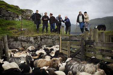 A group of friends and neighbours help to collect sheep during the shearing season in the spring. Working with sheep is crucial to Faroese identity and it also allows people to meet and socialise.