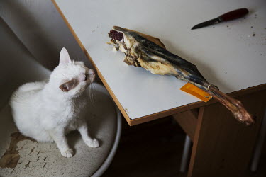A cat staring at a leg of dried sheep meat in the home of Andrias Justesen. The meat dries outside from September until December.