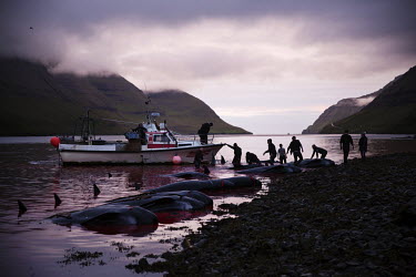 People dragging whales slaughtered during a hunt up onto the beach.