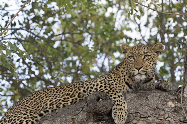 A leopard (Panthera pardus) resting in a tree in the Kruger National Park.