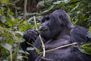 A mountain Gorilla (Gorilla beringei beringei) in the Bwindi Impenetrable Forest.