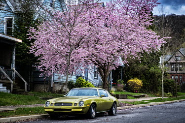 A green Pontiac Firebird parked under a cherry tree in pink blossom.