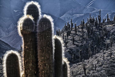 Trichocereus cacti grow on a hillside.