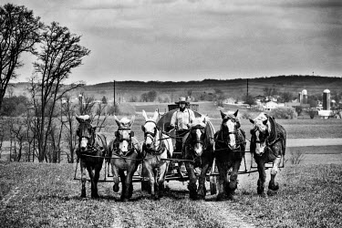 An Amish farmer drives his team of harnessed horses and mules and pulling a manure tank used to spread fertiliser over his field.
